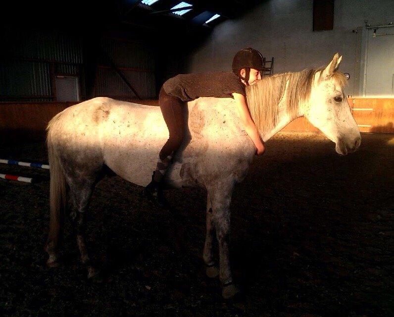 Arabisk fuldblod (OX) Jerome milano  *tidl. Part* billede 2