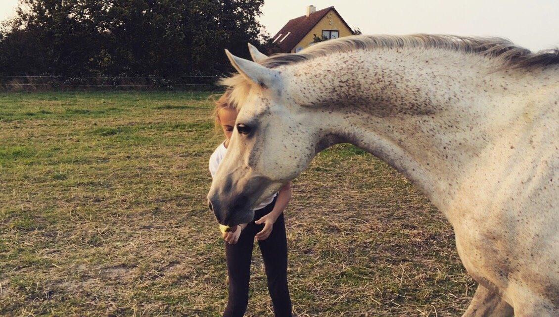 Arabisk fuldblod (OX) Jerome milano  *tidl. Part* billede 3