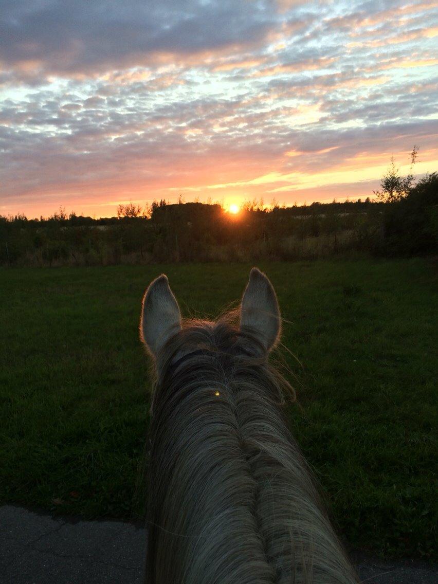 Arabisk fuldblod (OX) Jerome milano  *tidl. Part* billede 5