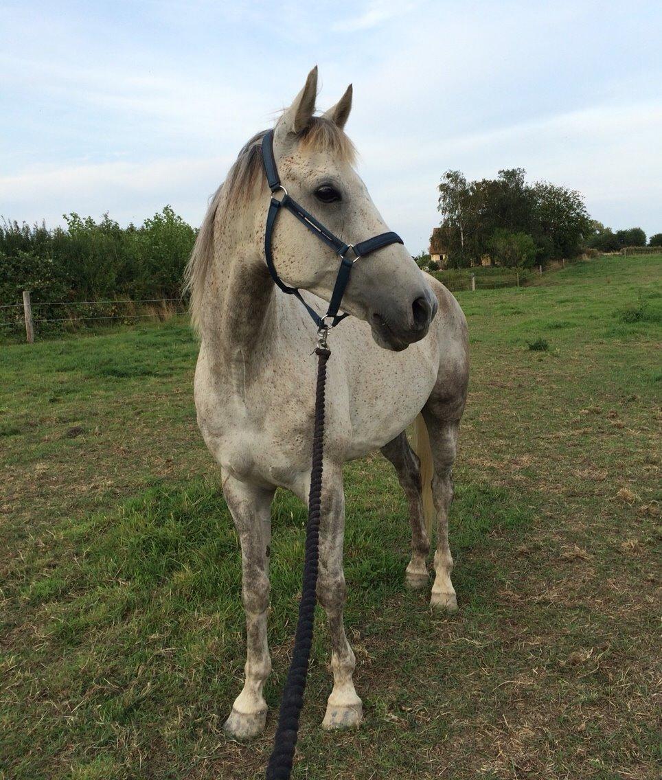 Arabisk fuldblod (OX) Jerome milano  *tidl. Part* billede 4