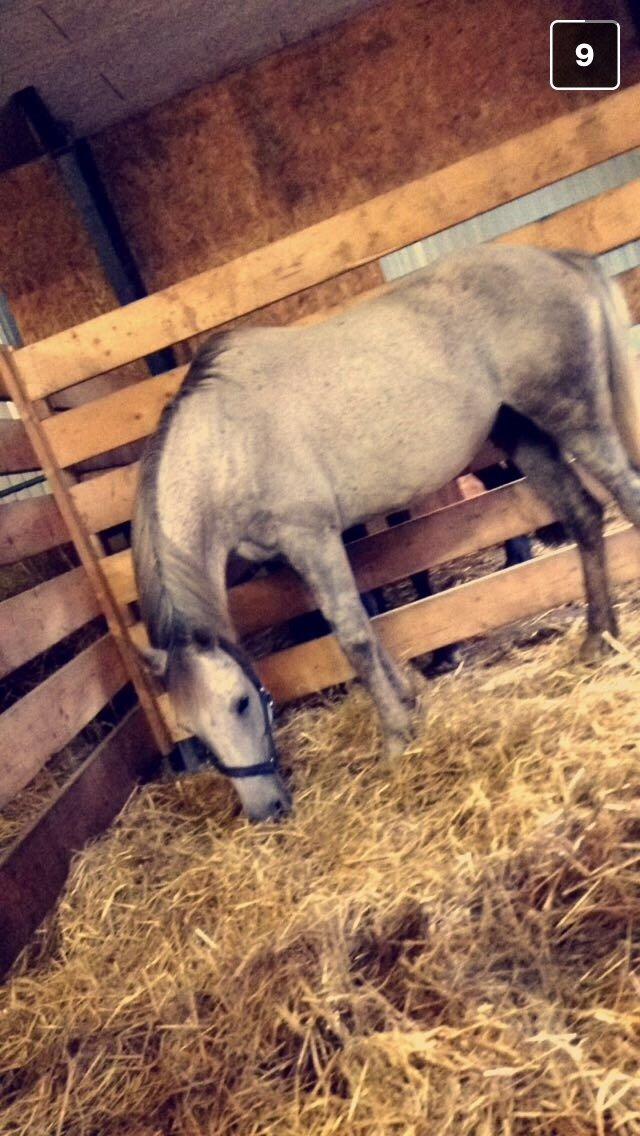 Arabisk fuldblod (OX) Jerome milano  *tidl. Part* billede 6