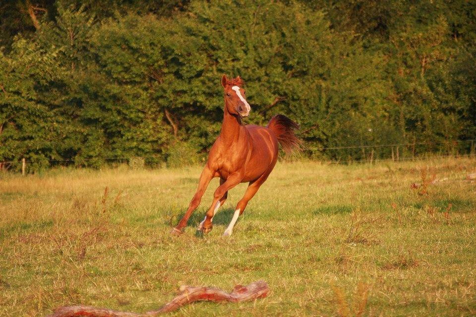 Dansk Varmblod Ferrari billede 9