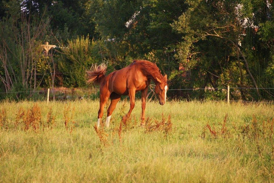 Dansk Varmblod Ferrari billede 10