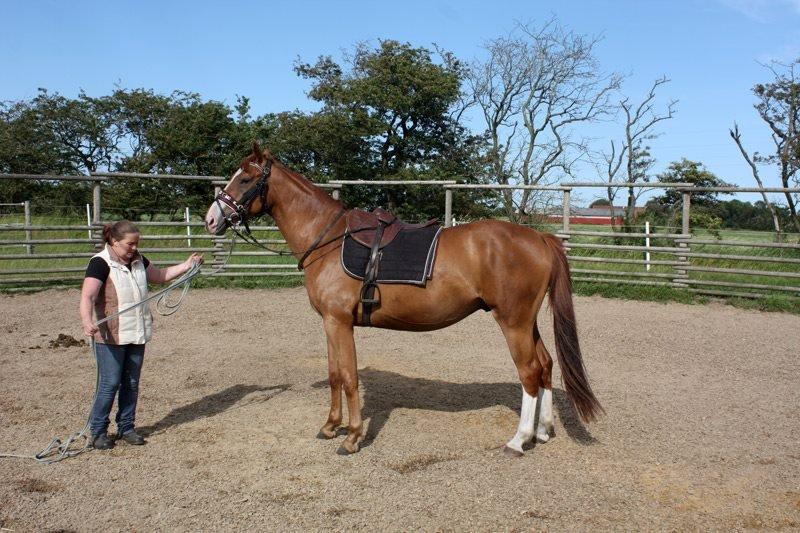 Dansk Varmblod Ferrari billede 12