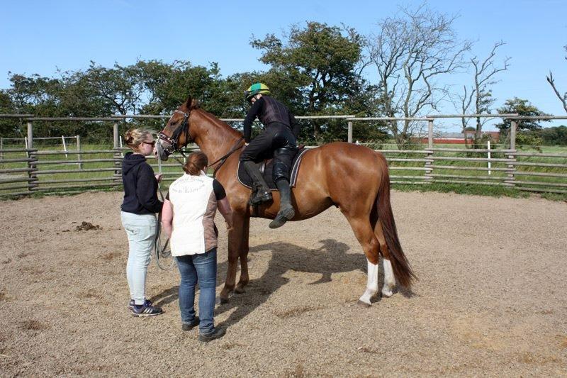 Dansk Varmblod Ferrari billede 13