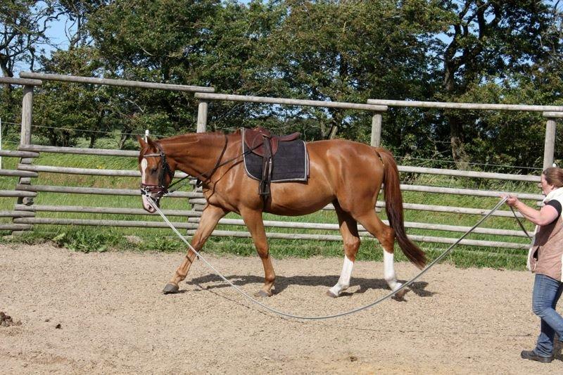 Dansk Varmblod Ferrari billede 14