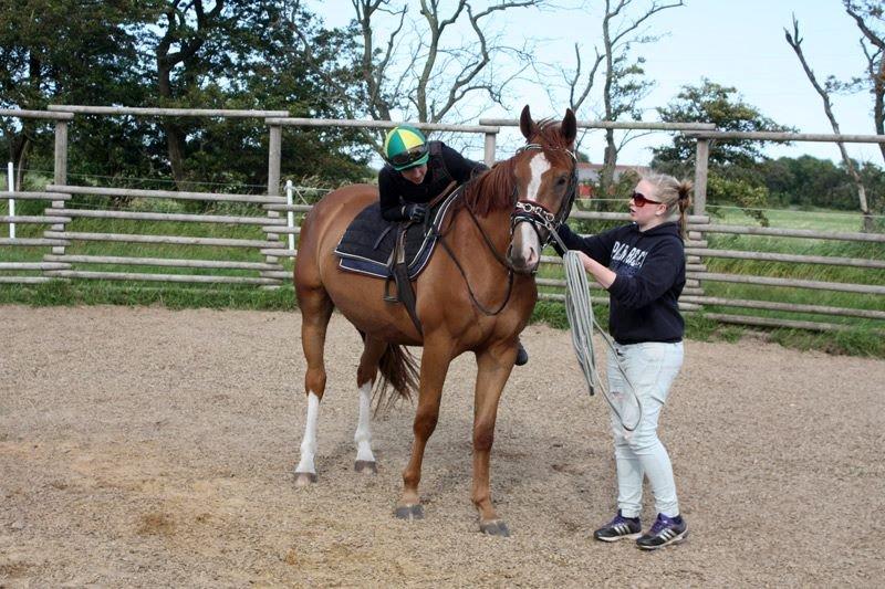 Dansk Varmblod Ferrari billede 19