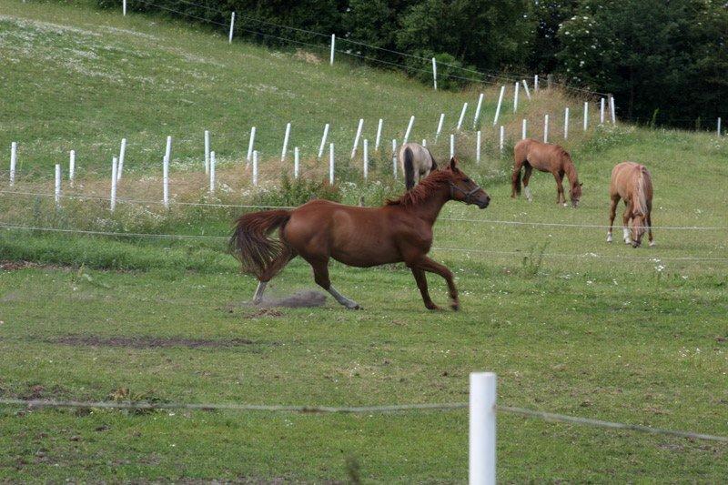 Dansk Varmblod Ferrari billede 20