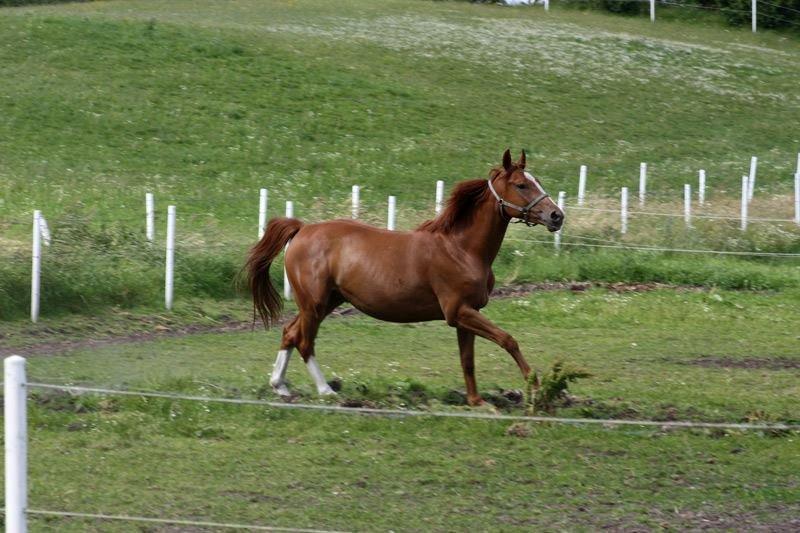 Dansk Varmblod Ferrari billede 23