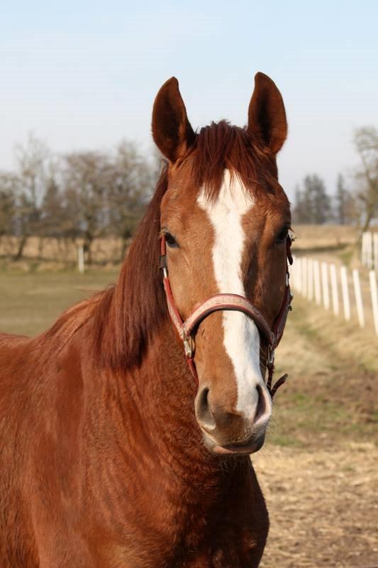 Dansk Varmblod Ferrari billede 27