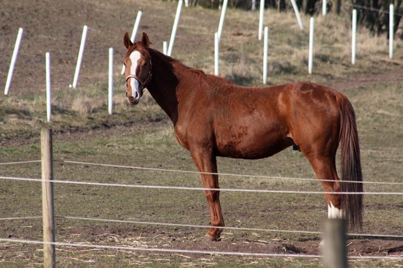 Dansk Varmblod Ferrari billede 28
