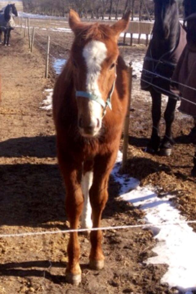 Dansk Varmblod Ferrari billede 29