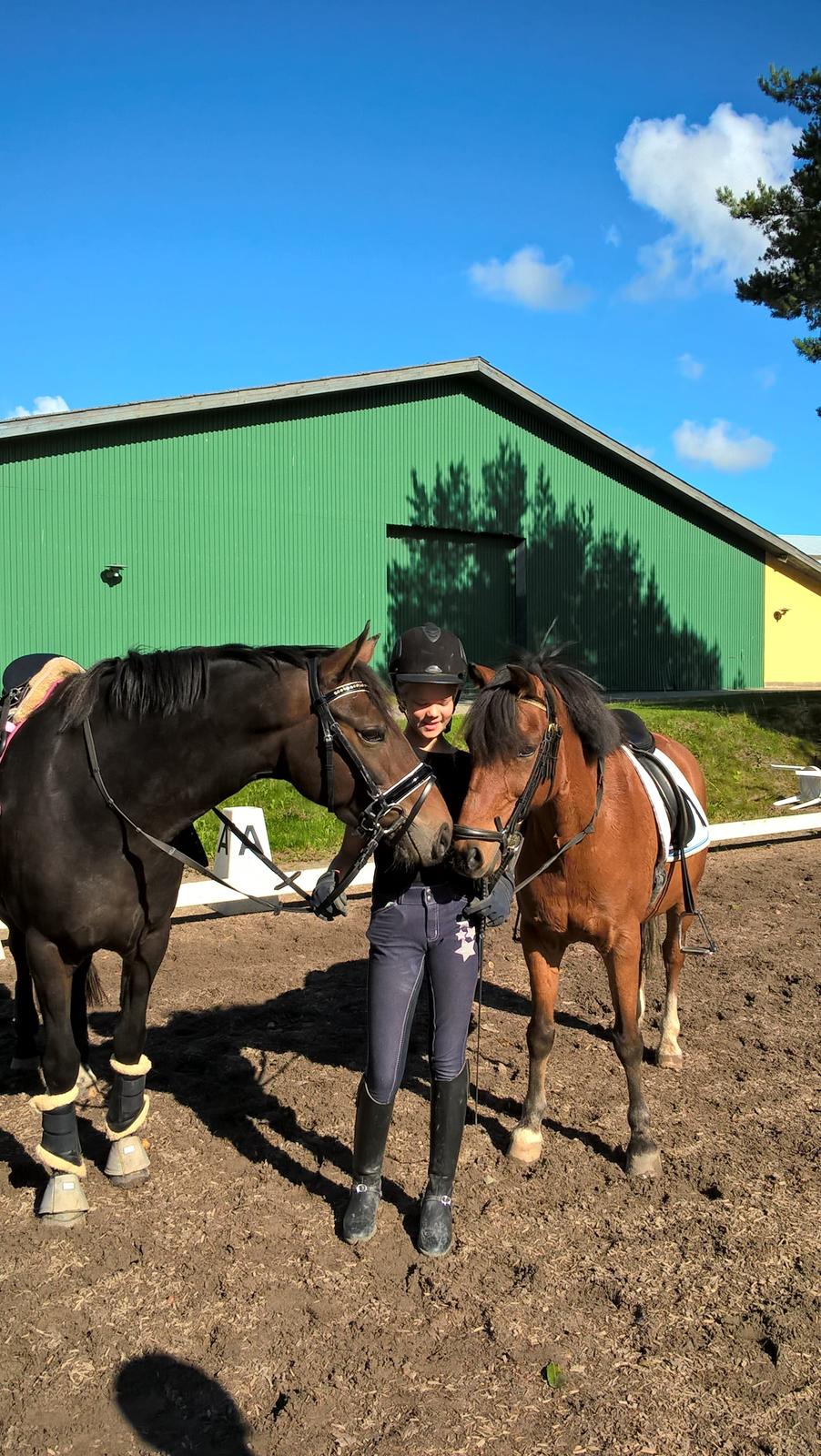 New Forest Spidshøjs Jessi - Jessi og min gamle part Ringo. billede 8