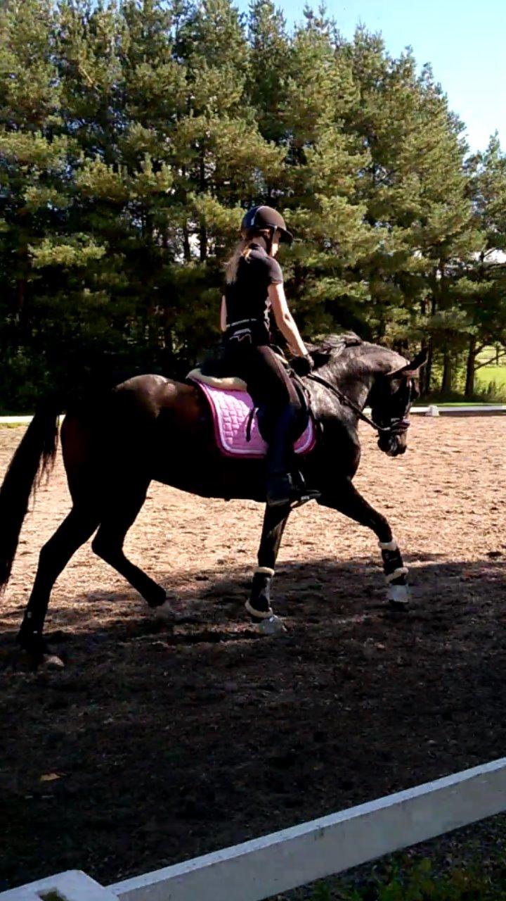 New Forest Spidshøjs Jessi - til undervisning billede 9