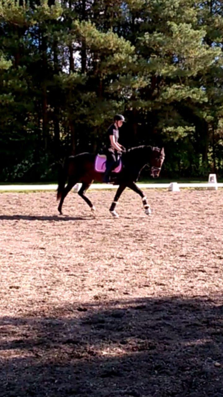 New Forest Spidshøjs Jessi - første gang hun gik til bidet uden indspæning billede 11