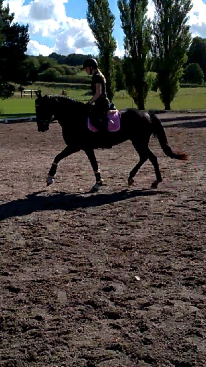 New Forest Spidshøjs Jessi - til undervisning billede 10