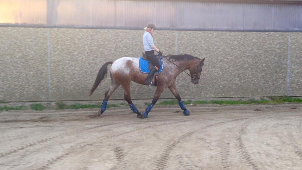 Knabstrupper Altena Vejlø billede 27