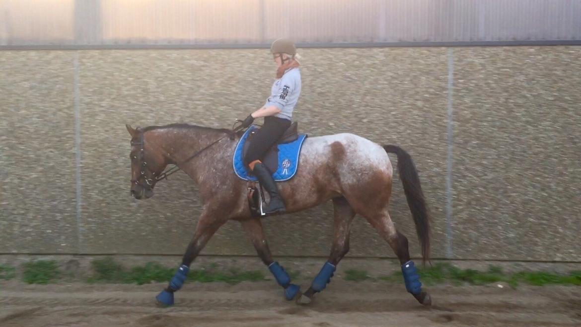 Knabstrupper Altena Vejlø billede 28