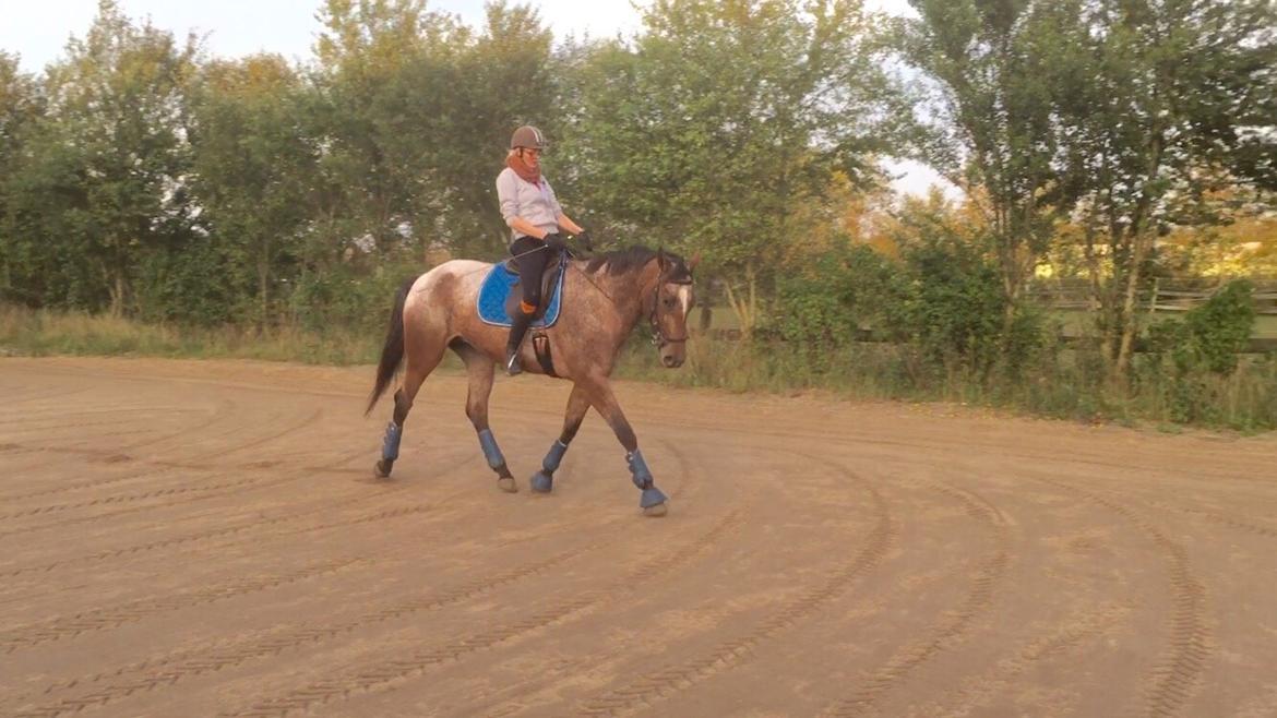 Knabstrupper Altena Vejlø billede 1