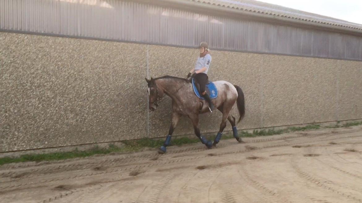 Knabstrupper Altena Vejlø billede 29