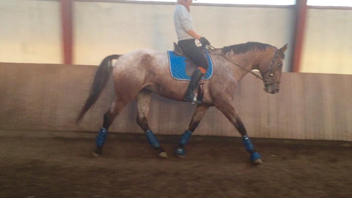 Knabstrupper Altena Vejlø billede 31