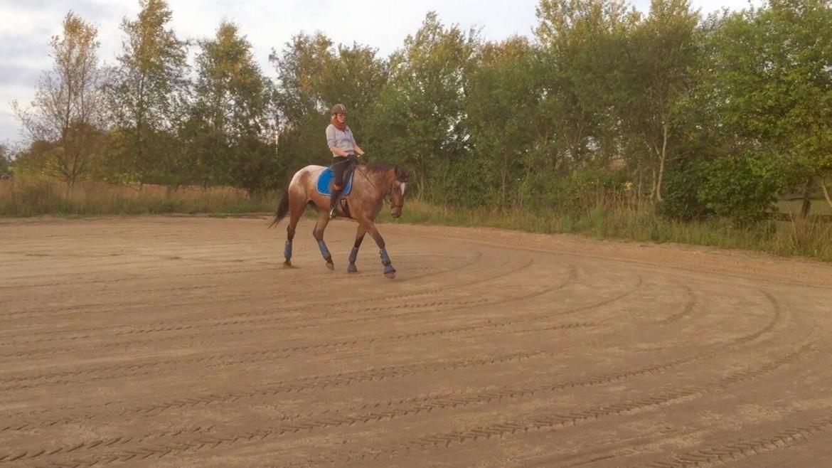 Knabstrupper Altena Vejlø billede 30