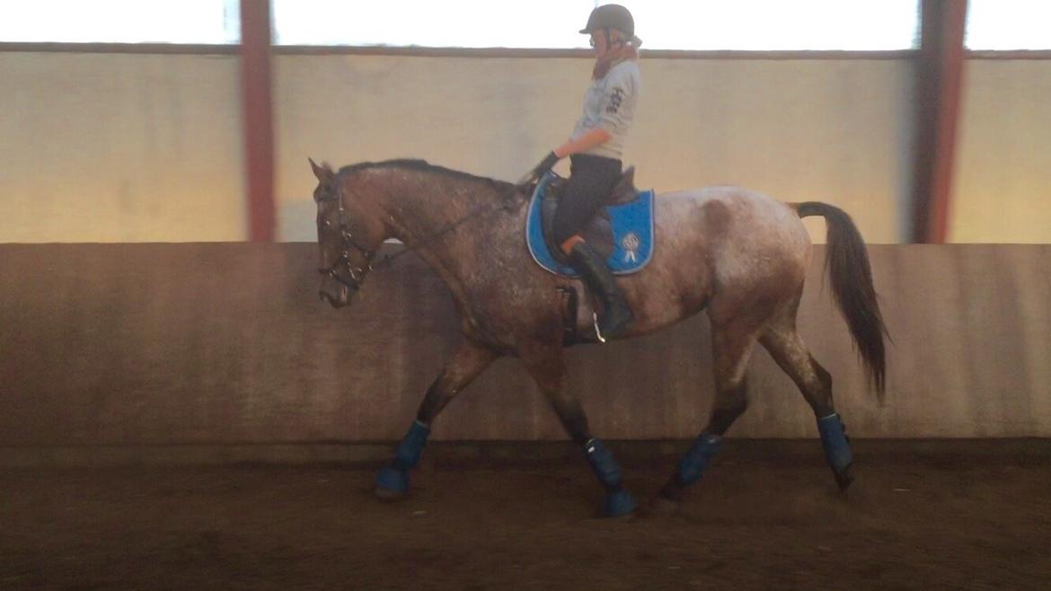 Knabstrupper Altena Vejlø billede 33