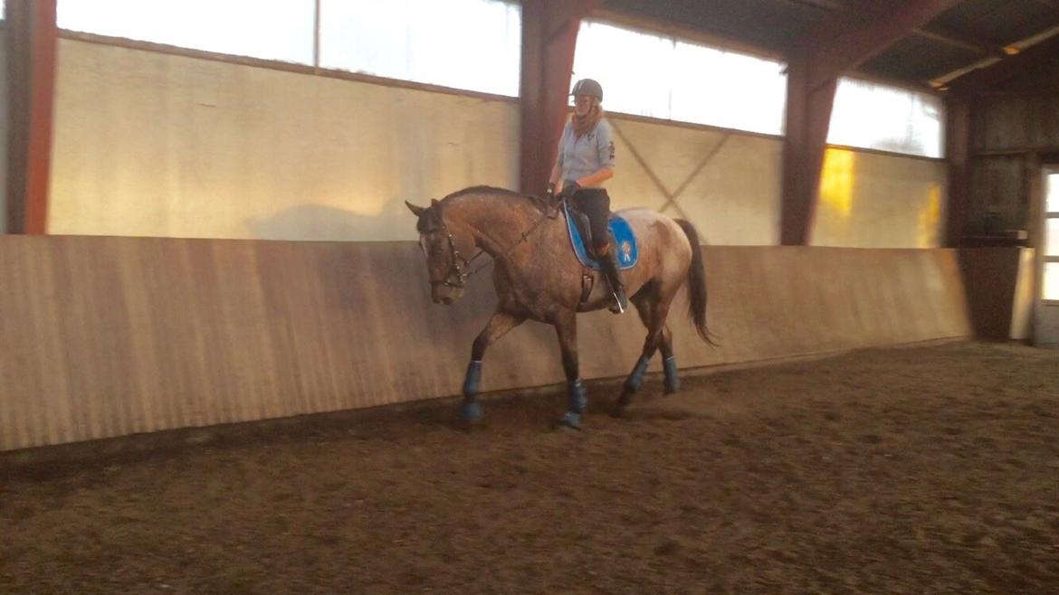 Knabstrupper Altena Vejlø billede 34