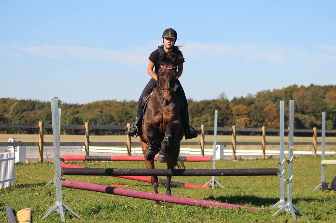 Fuldblod (XX) My Topaz XX billede 8