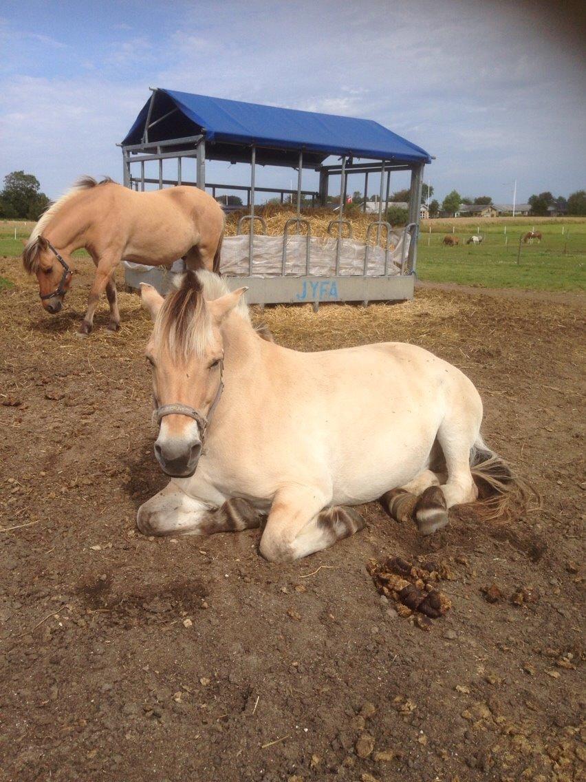 Fjordhest Lucas billede 13