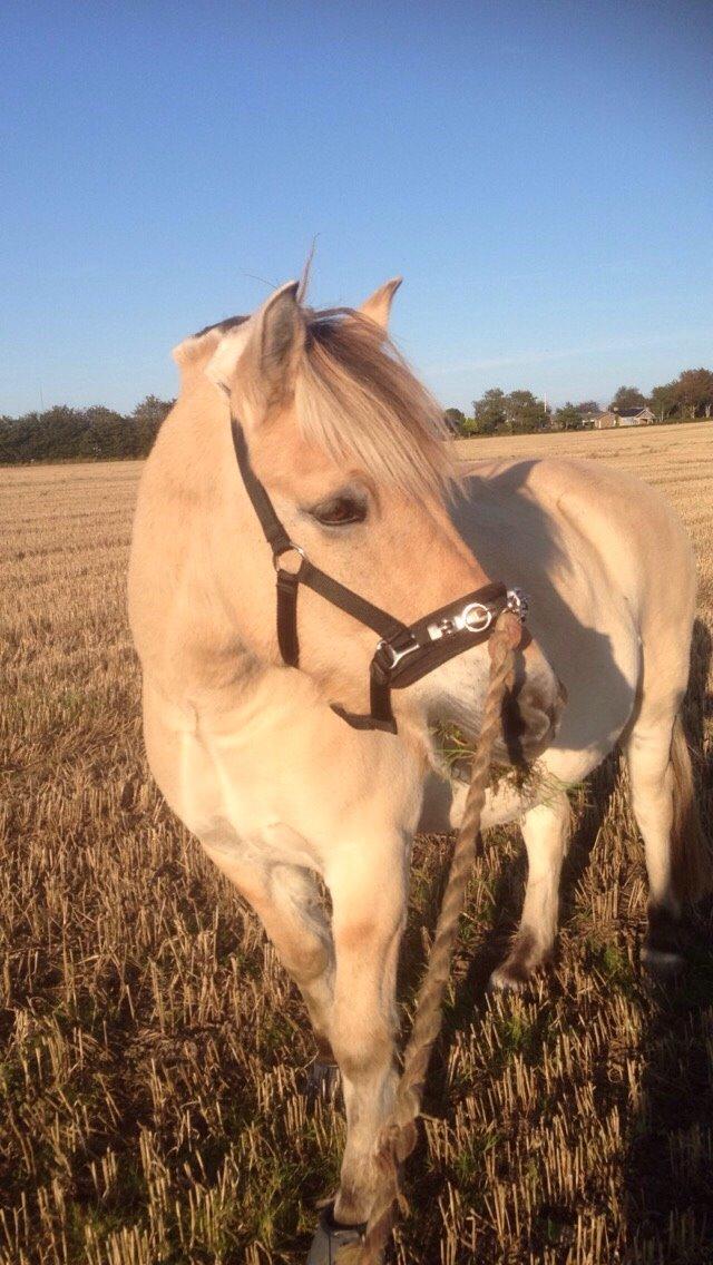 Fjordhest Lucas billede 12