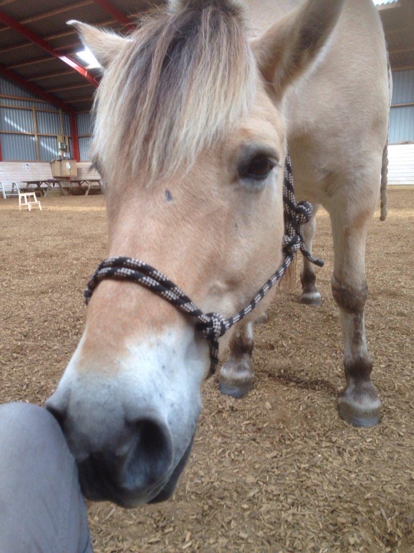 Fjordhest Lucas billede 15