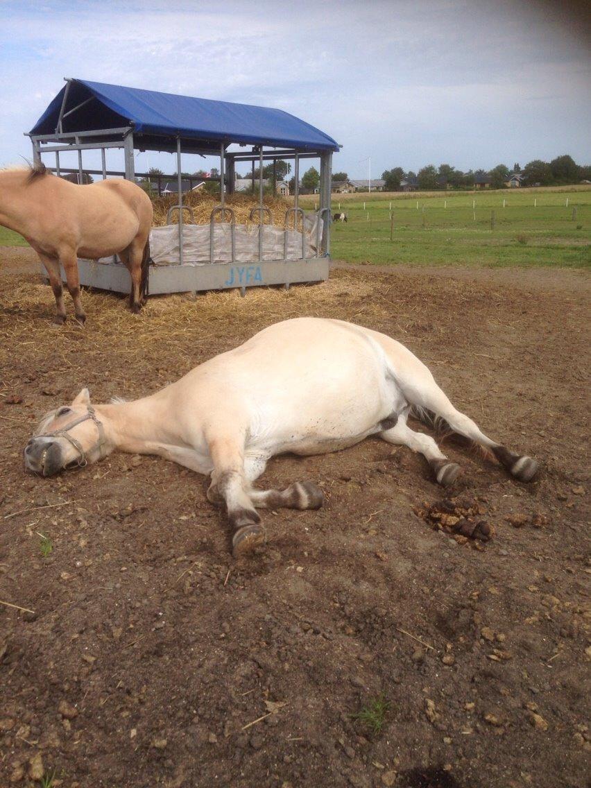 Fjordhest Lucas billede 14