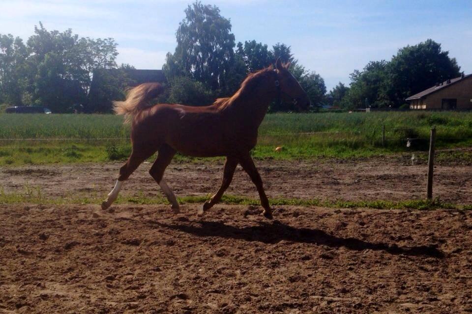 Dansk Varmblod Ferrari billede 31