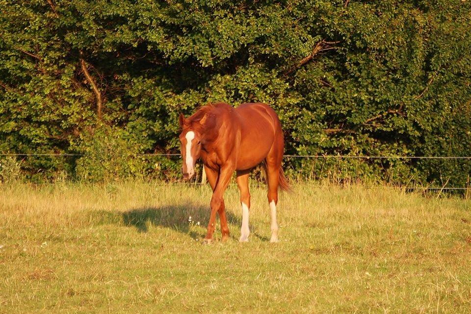 Dansk Varmblod Ferrari billede 35