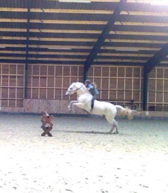 Connemara Moyspring billede 7