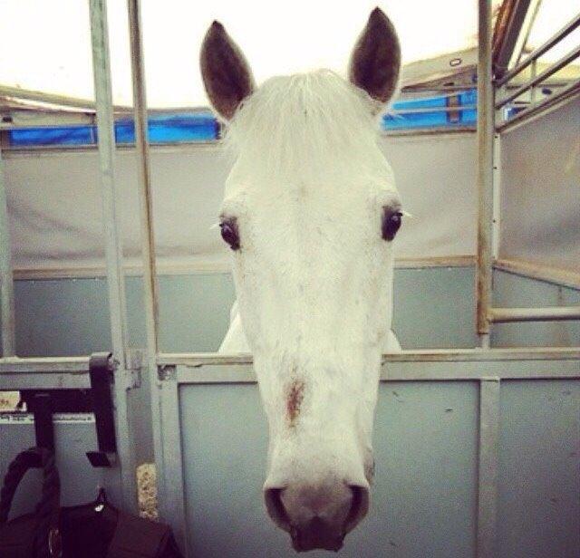 Connemara Moyspring billede 8