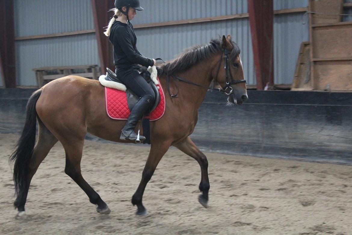 Irsk Sportspony Serena  billede 4