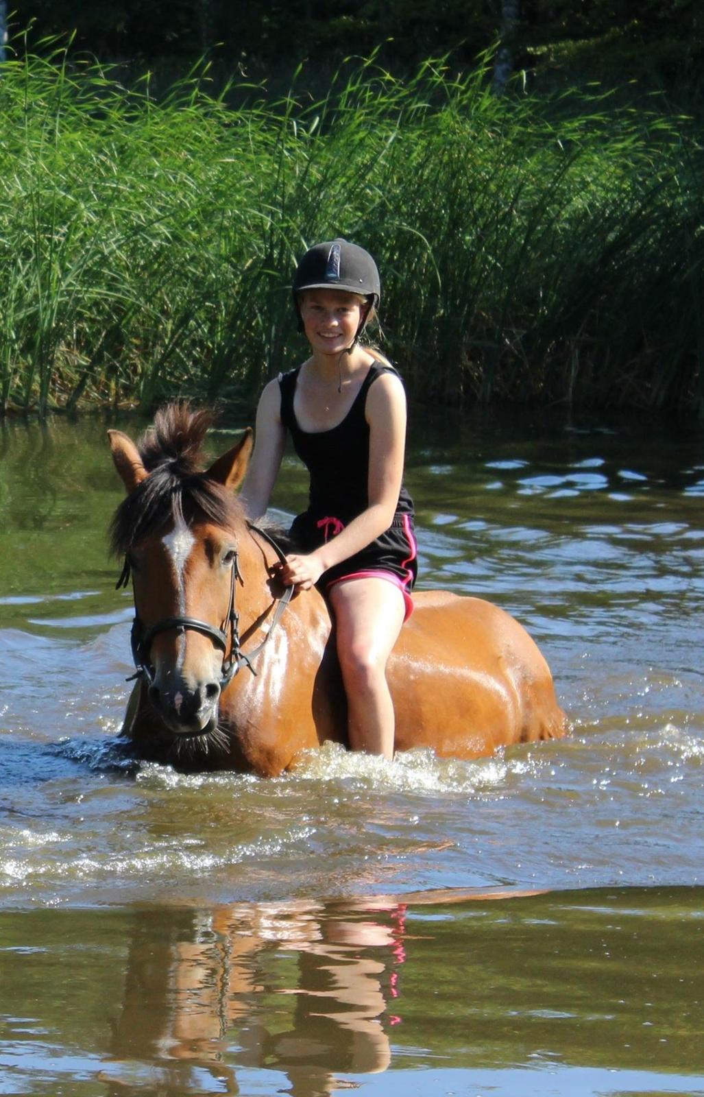 Irsk Sportspony Serena  billede 14