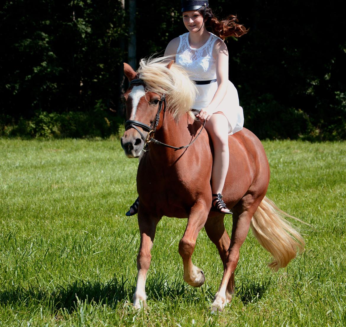 Haflinger Katarina *bronze vinder ved haflinger DM 2016* - Student 2015 <3 billede 14