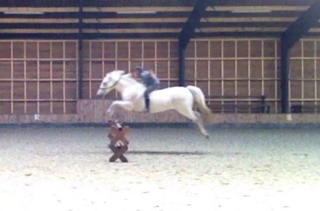 Connemara Moyspring billede 2