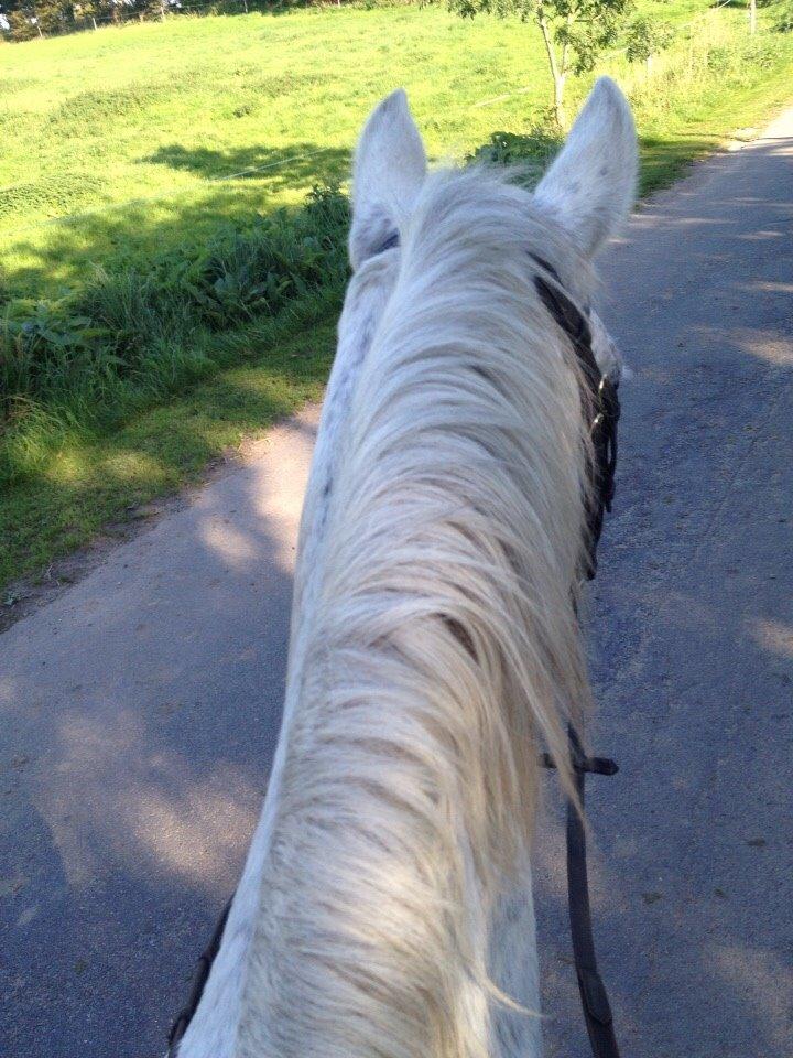 Connemara Moyspring billede 1