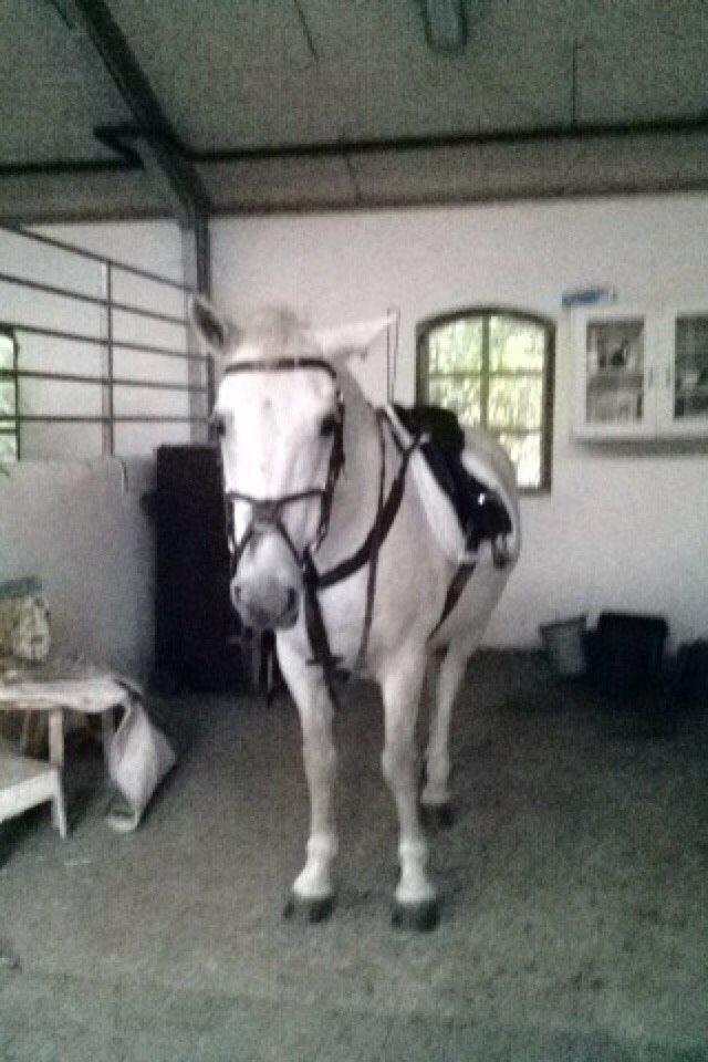 Connemara Moyspring billede 3