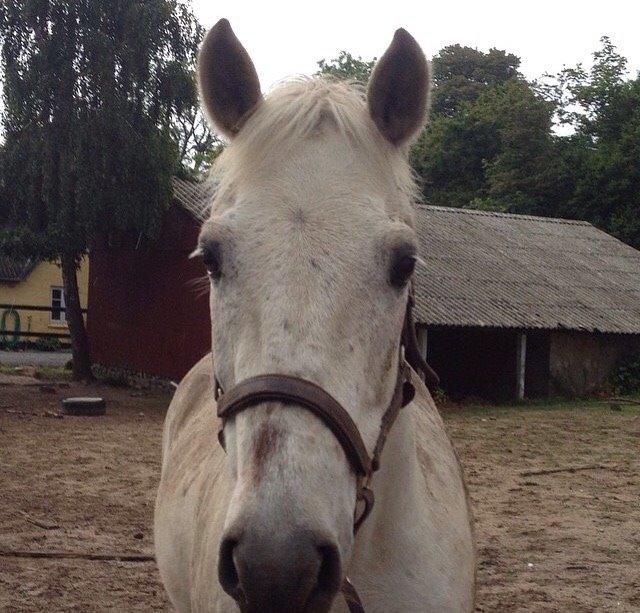 Connemara Moyspring billede 4