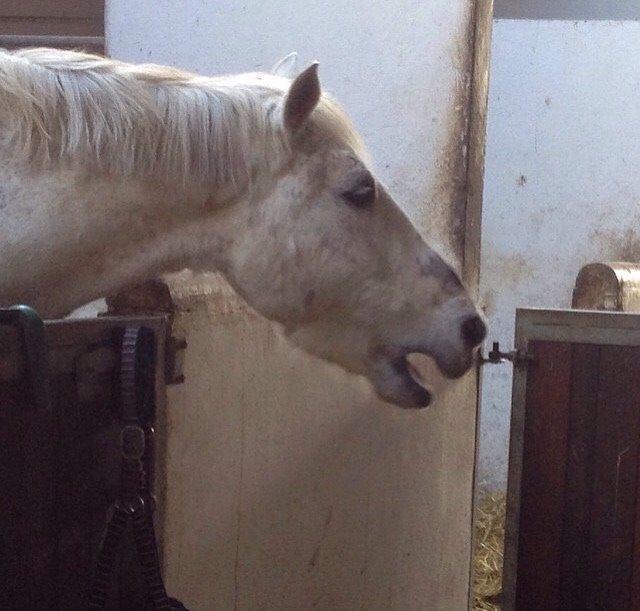 Connemara Moyspring billede 6