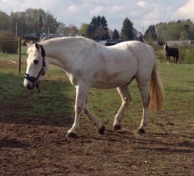 Connemara Moyspring billede 9