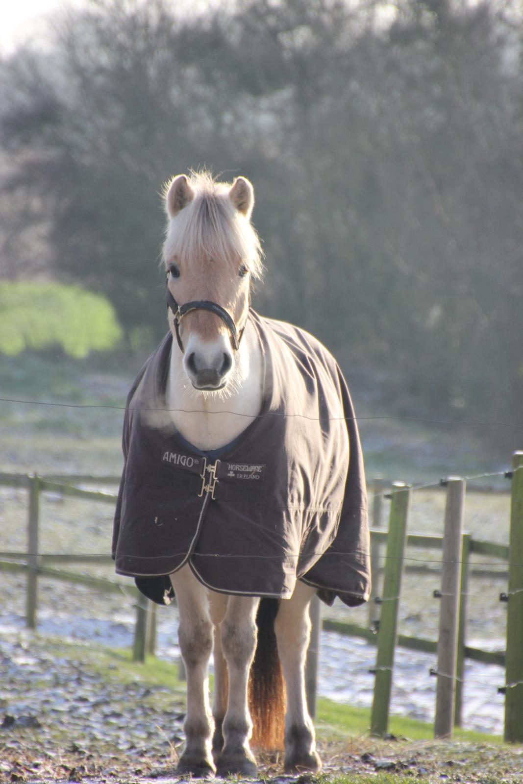 Fjordhest Rocco Vårby billede 15