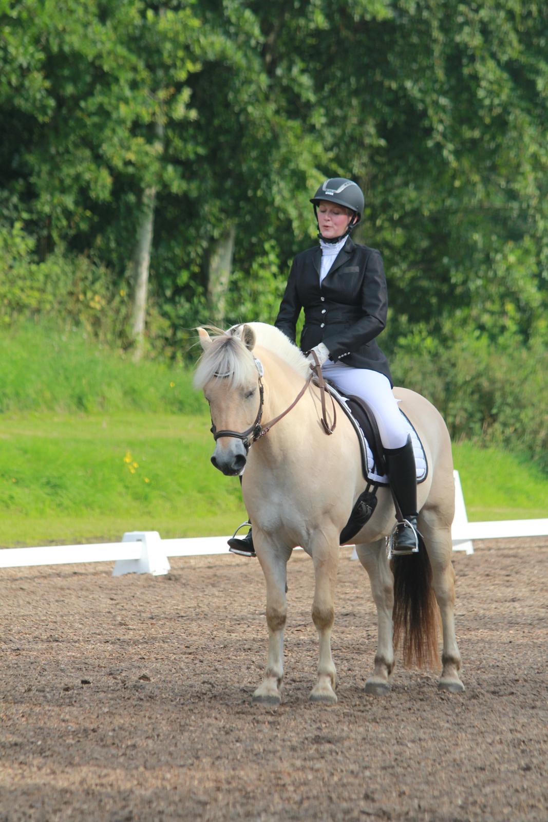 Fjordhest Rocco Vårby billede 16