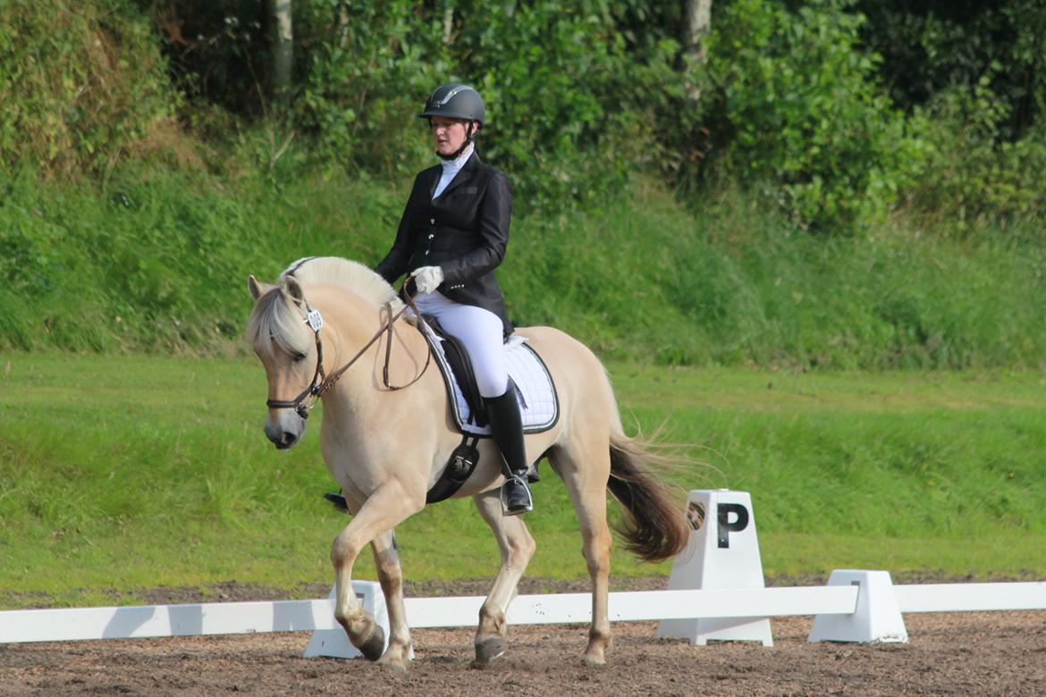 Fjordhest Rocco Vårby billede 17