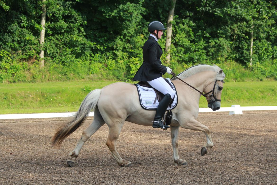 Fjordhest Rocco Vårby billede 18